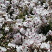 Plamenka šídlovitá 'White Delight' - Phlox subulata 'White Delight'