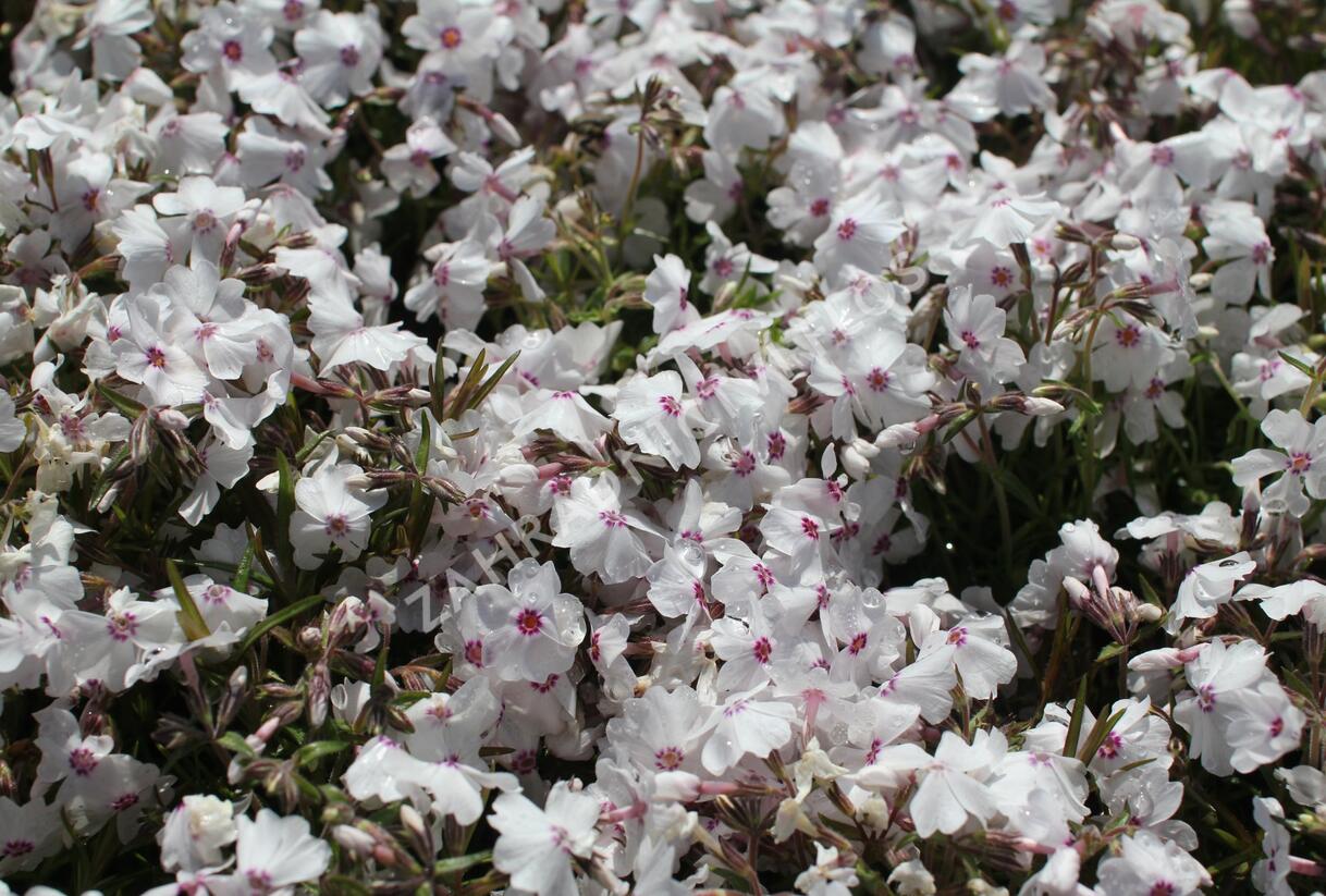 Plamenka šídlovitá 'White Delight' - Phlox subulata 'White Delight'