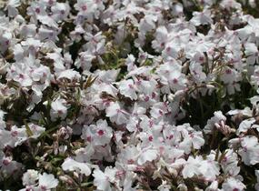 Plamenka šídlovitá 'White Delight' - Phlox subulata 'White Delight'