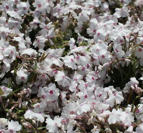 Plamenka šídlovitá 'White Delight' - Phlox subulata 'White Delight'