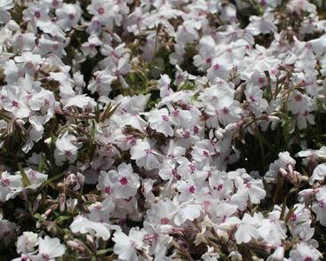 Plamenka šídlovitá 'White Delight'