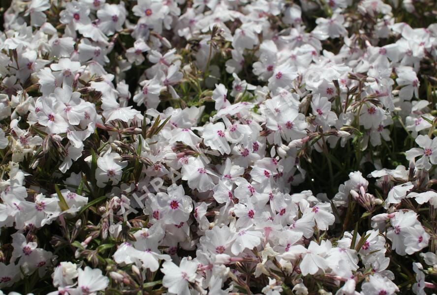 Plamenka šídlovitá 'White Delight' - Phlox subulata 'White Delight'