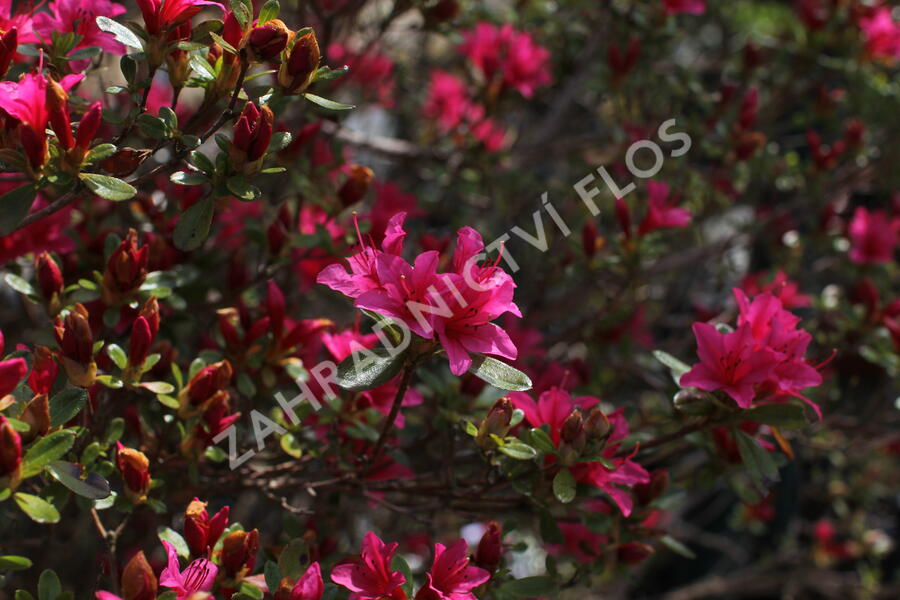 Azalka japonská - Azalea japonica
