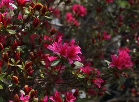 Azalka japonská - Azalea japonica