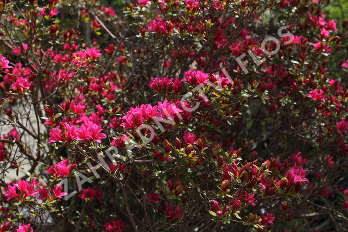 Azalka japonská - Azalea japonica