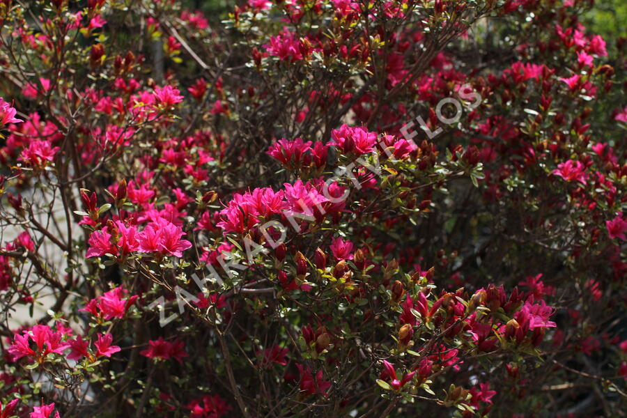 Azalka japonská - Azalea japonica