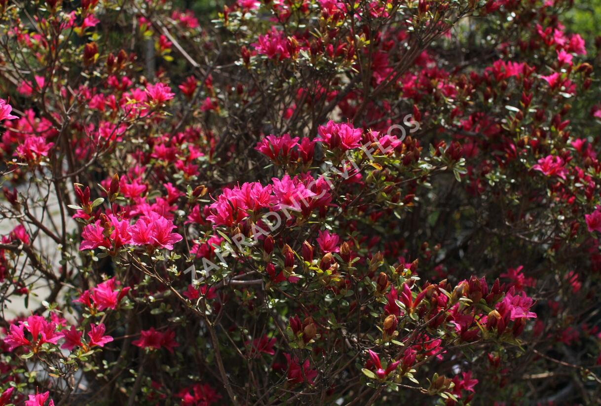 Azalka japonská - Azalea japonica
