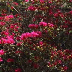 Azalka japonská - Azalea japonica