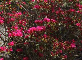 Azalka japonská - Azalea japonica