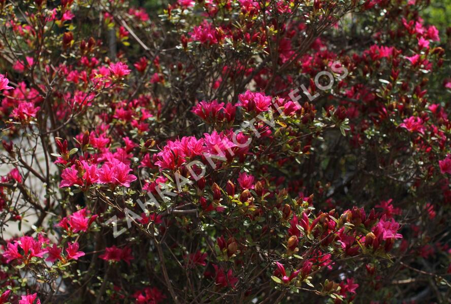 Azalka japonská - Azalea japonica