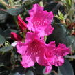 Pěnišník 'August Lamken' - Rhododendron 'August Lamken'