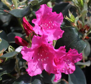 Pěnišník 'August Lamken' - Rhododendron 'August Lamken'