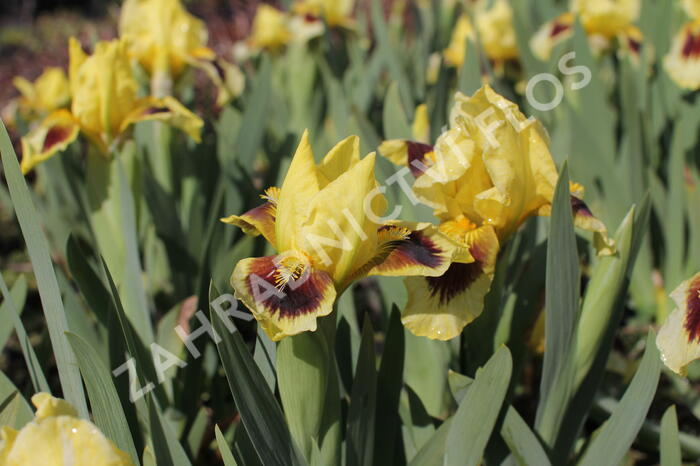 Kosatec nízký 'Gleaming Gold' - Iris barbata-nana 'Gleaming Gold'