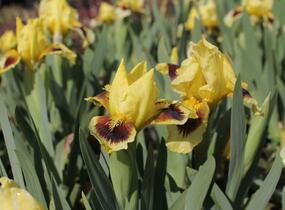 Kosatec nízký 'Gleaming Gold' - Iris barbata-nana 'Gleaming Gold'