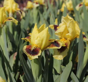 Kosatec nízký 'Gleaming Gold' - Iris barbata-nana 'Gleaming Gold'