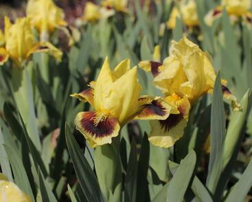 Kosatec nízký 'Gleaming Gold'