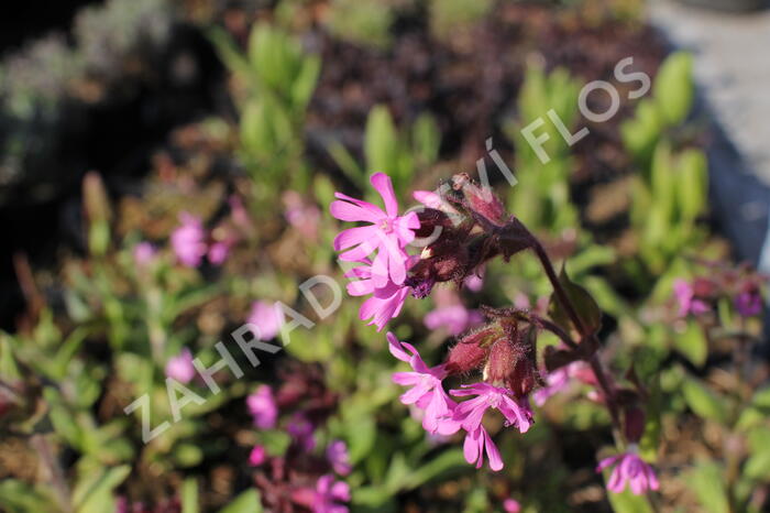 Silenka dvoudomá - Silene dioica