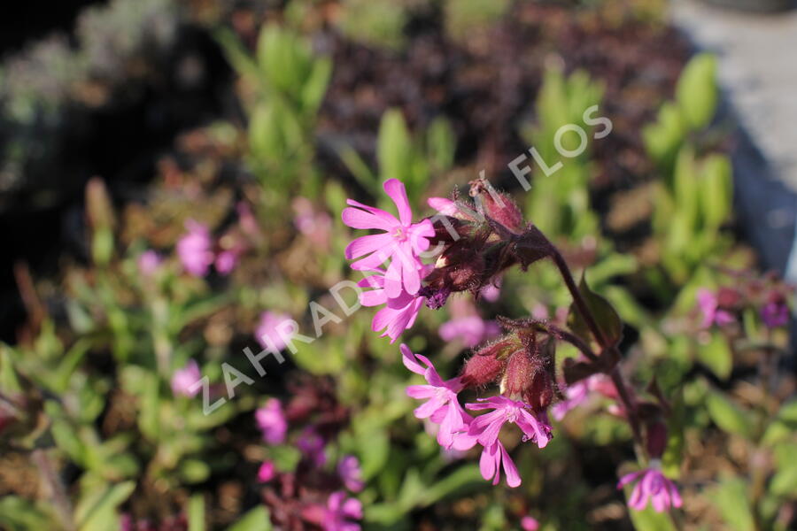 Silenka dvoudomá - Silene dioica