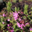 Silenka dvoudomá - Silene dioica