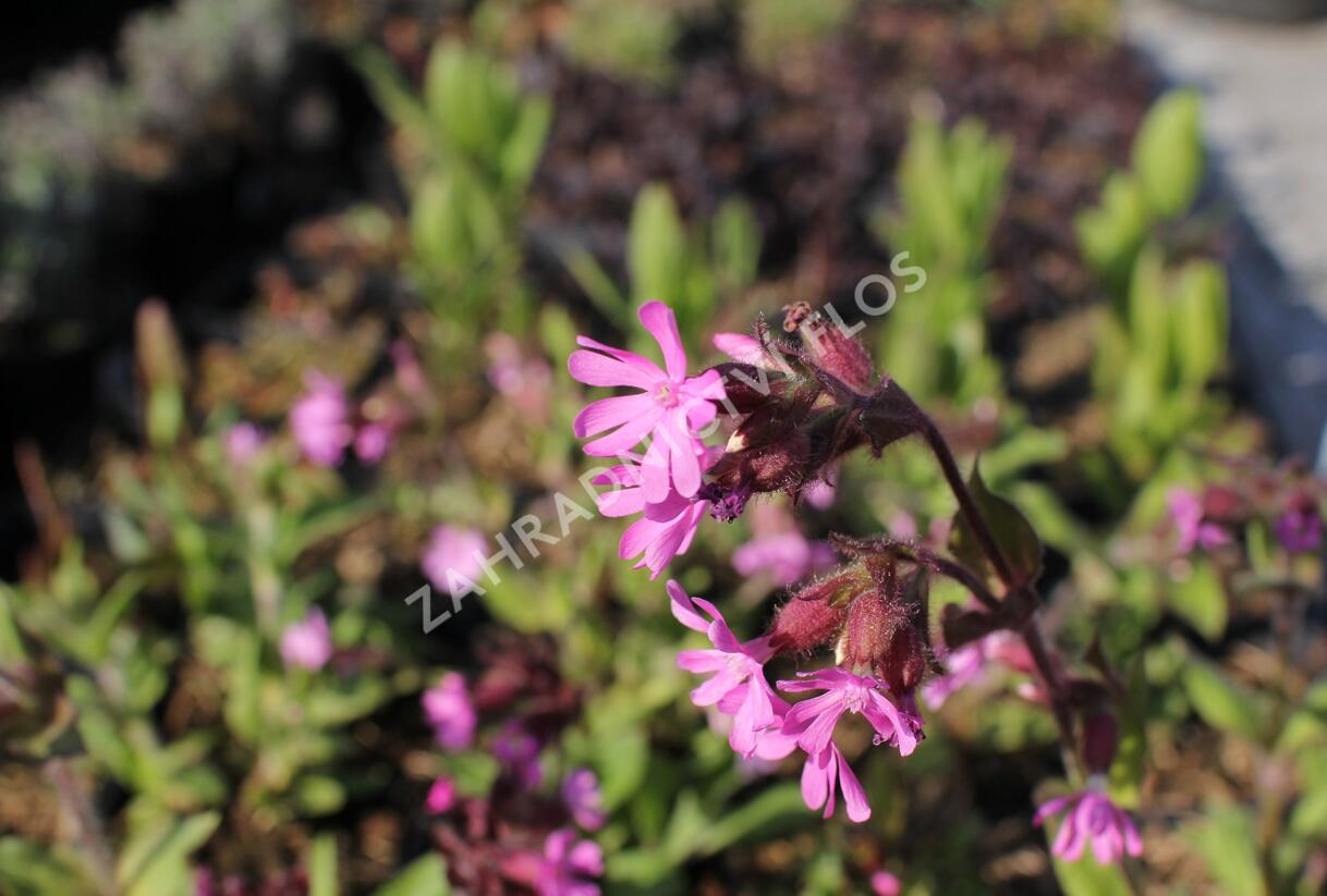 Silenka dvoudomá - Silene dioica
