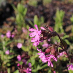 Silenka dvoudomá - Silene dioica
