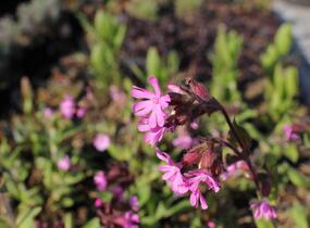 Silenka dvoudomá - Silene dioica