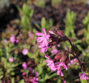 Silenka dvoudomá - Silene dioica