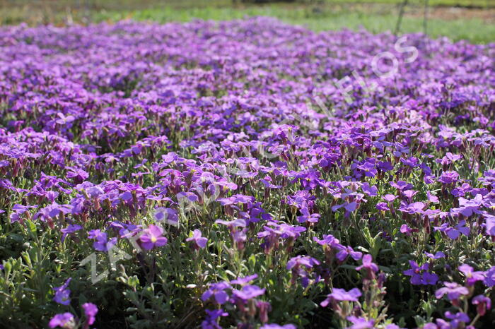 Tařička kosníkovitá 'Royal Blue' - Aubrieta deltoides 'Royal Blue'