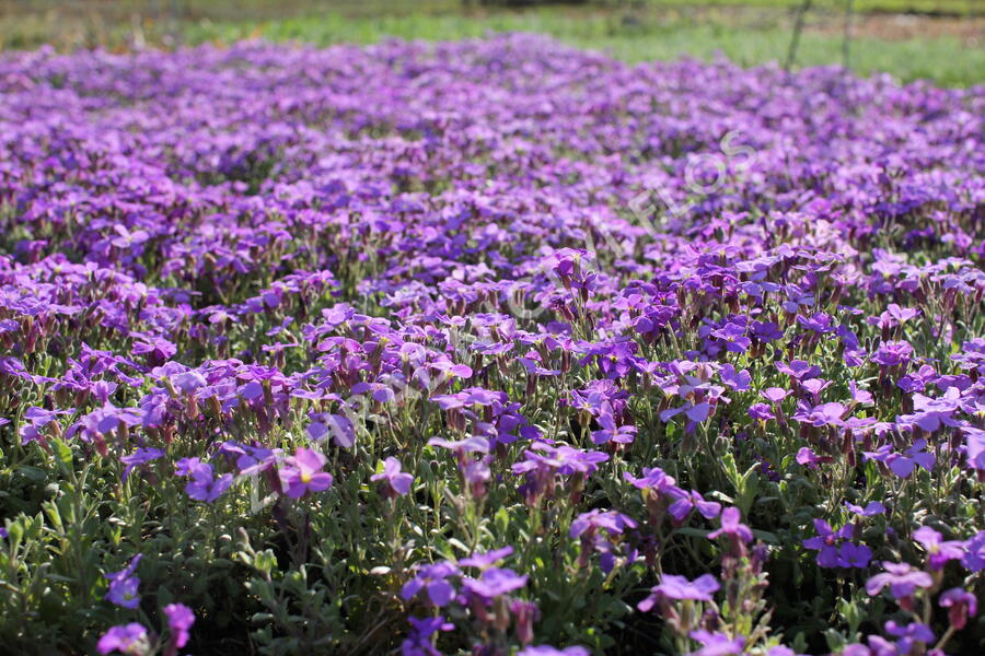 Tařička kosníkovitá 'Royal Blue' - Aubrieta deltoides 'Royal Blue'