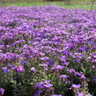 Tařička kosníkovitá 'Royal Blue' - Aubrieta deltoides 'Royal Blue'