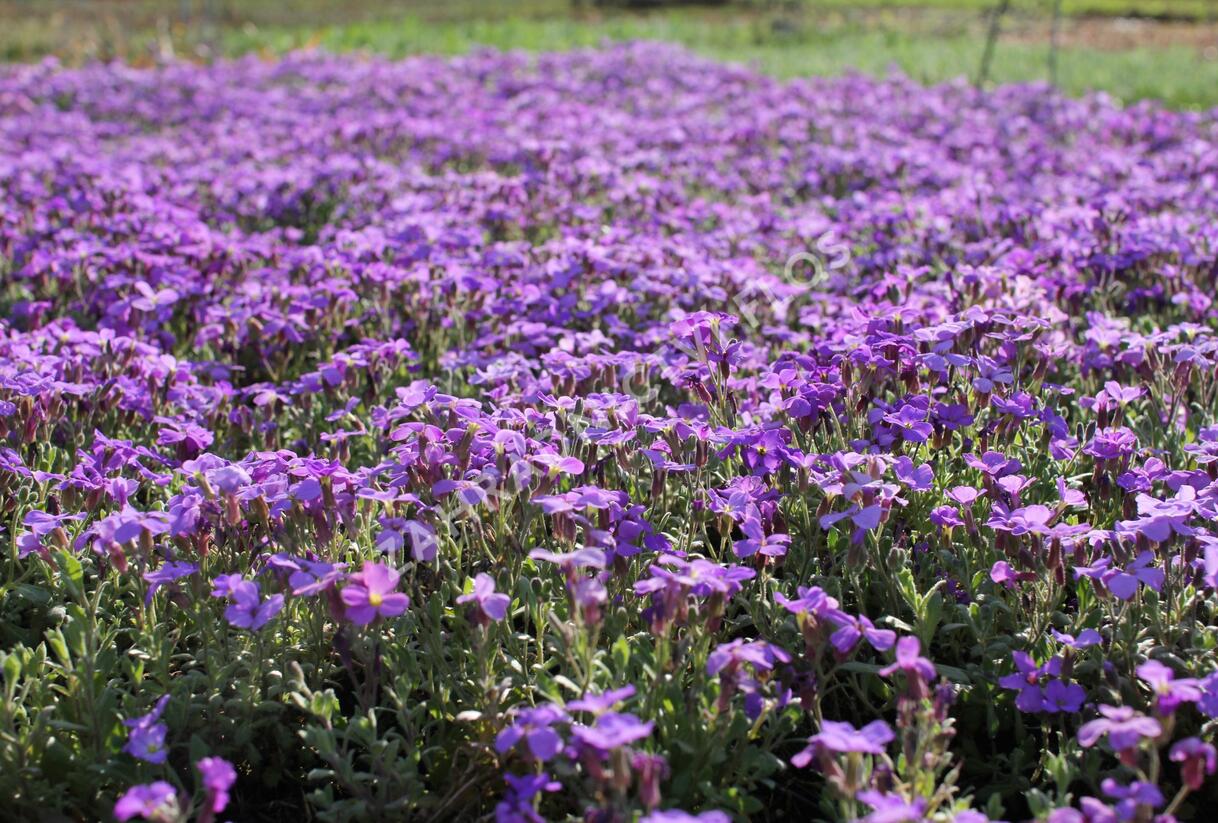 Tařička kosníkovitá 'Royal Blue' - Aubrieta deltoides 'Royal Blue'