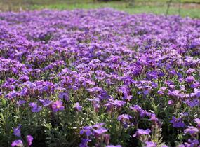Tařička kosníkovitá 'Royal Blue' - Aubrieta deltoides 'Royal Blue'