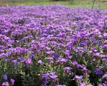 Tařička kosníkovitá 'Royal Blue'