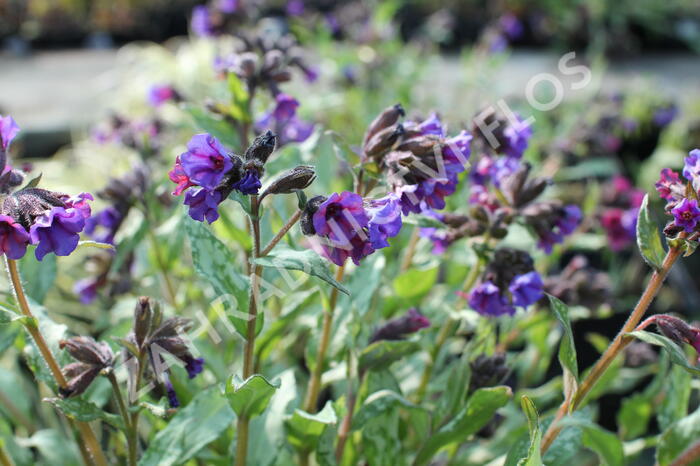 Plicník skvrnitý 'Silverado' - Pulmonaria saccharata 'Silverado'