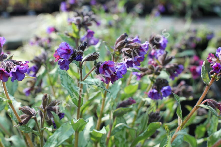 Plicník skvrnitý 'Silverado' - Pulmonaria saccharata 'Silverado'