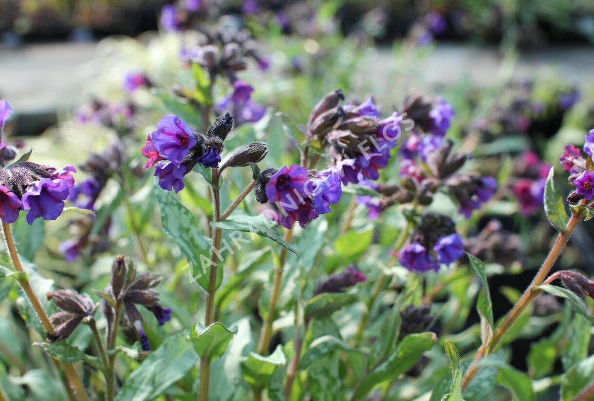 Plicník skvrnitý 'Silverado' - Pulmonaria saccharata 'Silverado'