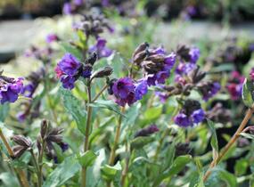 Plicník skvrnitý 'Silverado' - Pulmonaria saccharata 'Silverado'