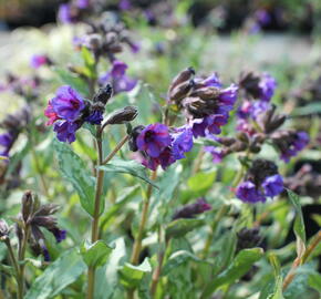 Plicník skvrnitý 'Silverado' - Pulmonaria saccharata 'Silverado'