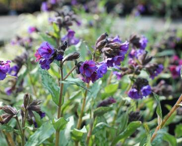 Plicník skvrnitý 'Silverado'