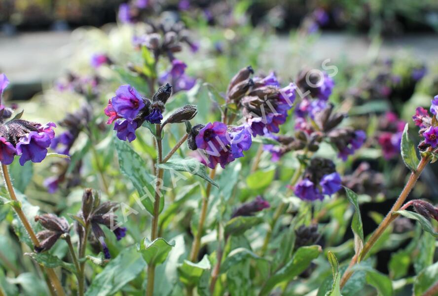 Plicník skvrnitý 'Silverado' - Pulmonaria saccharata 'Silverado'