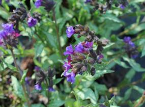 Plicník skvrnitý 'Silverado' - Pulmonaria saccharata 'Silverado'