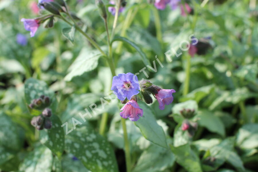 Plicník 'Blake's Silver' - Pulmonaria 'Blake's Silver'