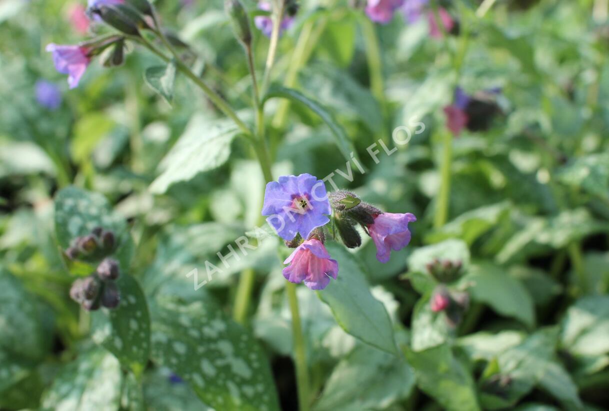 Plicník 'Blake's Silver' - Pulmonaria 'Blake's Silver'