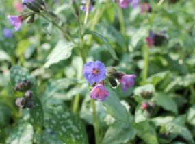 Plicník 'Blake's Silver' - Pulmonaria 'Blake's Silver'