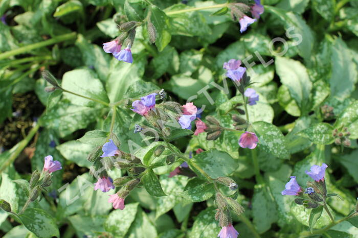 Plicník 'Blake's Silver' - Pulmonaria 'Blake's Silver'