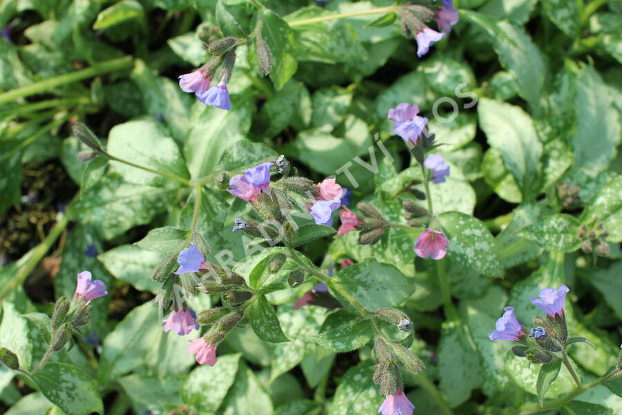 Plicník 'Blake's Silver' - Pulmonaria 'Blake's Silver'