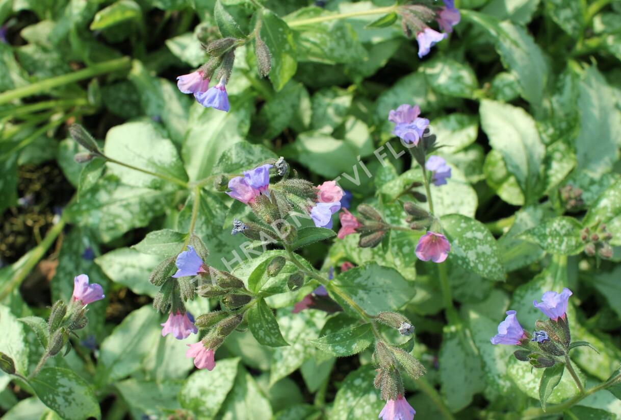 Plicník 'Blake's Silver' - Pulmonaria 'Blake's Silver'