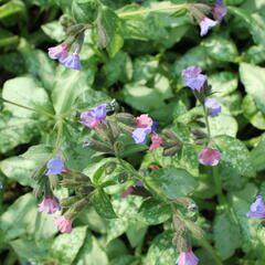 Plicník 'Blake's Silver' - Pulmonaria 'Blake's Silver'