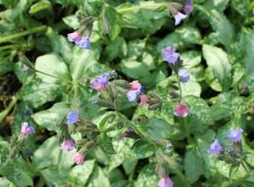 Plicník 'Blake's Silver' - Pulmonaria 'Blake's Silver'