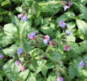 Plicník 'Blake's Silver' - Pulmonaria 'Blake's Silver'
